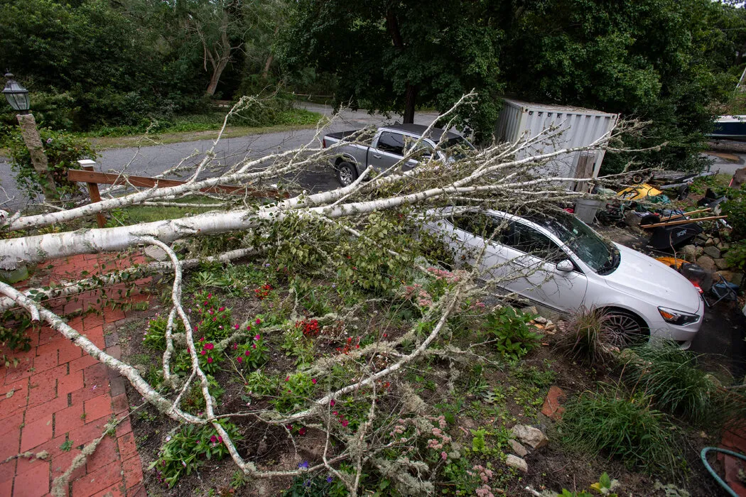 9月，马萨诸塞州哈威奇的一棵树被连根拔起，在2023年的风暴活跃季节，强度从5级减弱的风暴“李”经过了该地区。