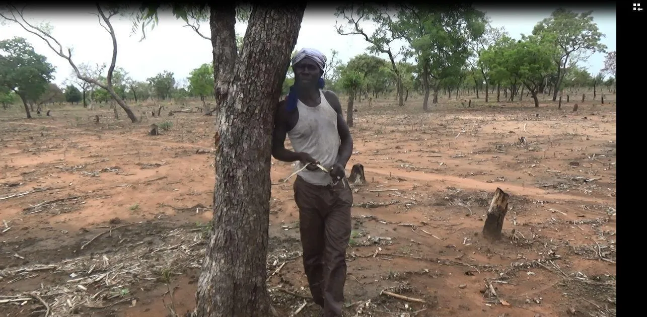 一位喀麦隆村民在一棵红木数（Kosso）下乘凉，2022年
